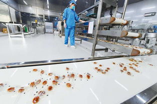 碭山梨香飄萬(wàn)里 雙十一互聯(lián)網(wǎng)熱潮下的助農(nóng)增收新畫(huà)卷